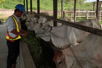 Aktivitas peternakan sapi potong 1